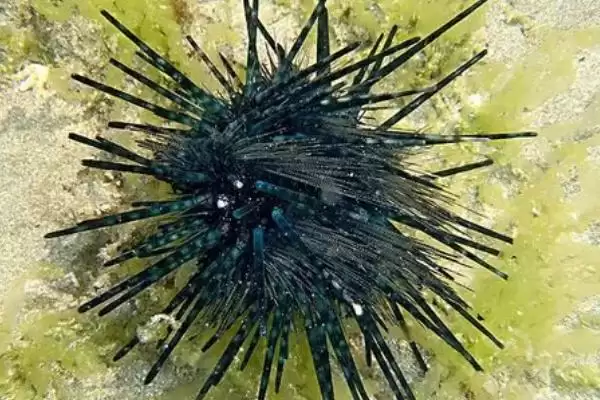 海胆刺有没有毒性呢,海胆有叉棘和棘两种产生毒素的器官吗插图2 海胆刺有没有毒性呢,海胆有叉棘和棘两种产生毒素的器官吗插图2