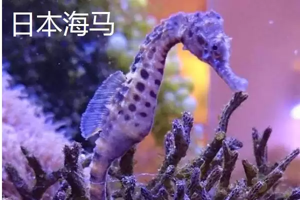 海马是不是鱼类的一种呢,海马属于鱼类且因头部呈马头状得名吗插图2 海马是不是鱼类的一种呢,海马属于鱼类且因头部呈马头状得名吗插图2