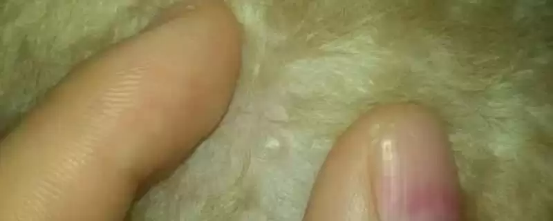 狗脖子上硬肉疙瘩是何原因,狗脖子硬肉疙瘩是药物硬结或淋巴肿吗插图 狗脖子上硬肉疙瘩是何原因,狗脖子硬肉疙瘩是药物硬结或淋巴肿吗插图