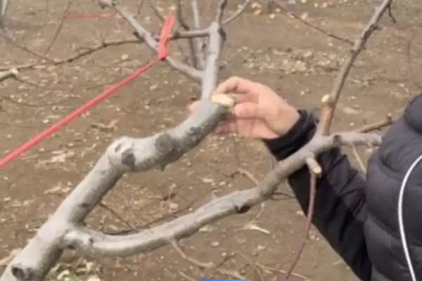 黄金蜜成熟问0号比1号早成熟,黄金蜜0号比1号成熟早吗，是这样吗？插图4