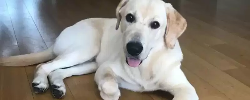 护卫犬品种知多少拉布拉多等常见吗,护卫犬有哪些品种,拉布拉多等常见不?插图 护卫犬品种知多少拉布拉多等常见吗,护卫犬有哪些品种,拉布拉多等常见不?插图
