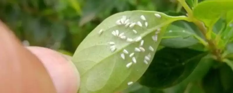 花卉白虫处理法剪受害部喷药有效,花卉出现白色虫子如何处理,方法可行吗?插图 花卉白虫处理法剪受害部喷药有效,花卉出现白色虫子如何处理,方法可行吗?插图