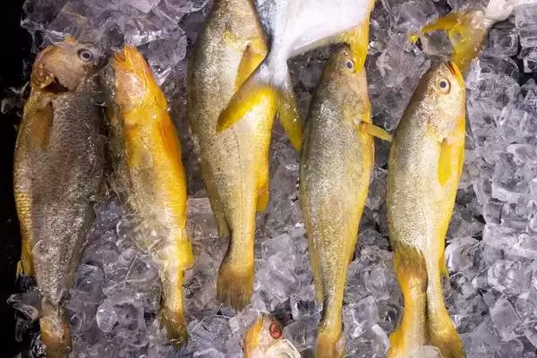 黄花鱼鱼种问真的是海鱼吗,黄花鱼是不是海鱼,判断准确吗?插图4 黄花鱼鱼种问真的是海鱼吗,黄花鱼是不是海鱼,判断准确吗?插图4