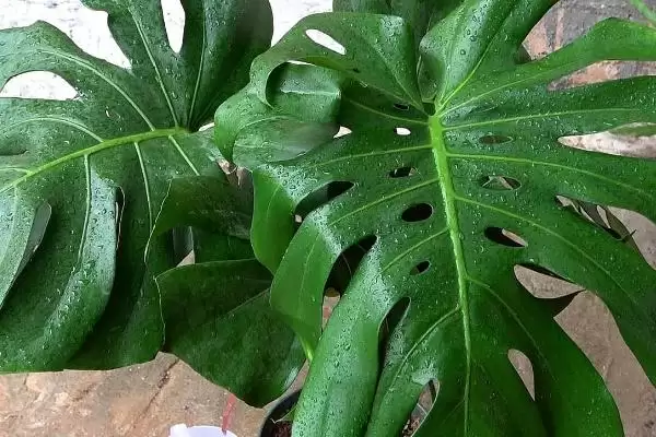 龟背竹应该怎样进行浇水,龟背竹浇水要掌握宁湿勿干的原则吗插图1 龟背竹应该怎样进行浇水,龟背竹浇水要掌握宁湿勿干的原则吗插图1