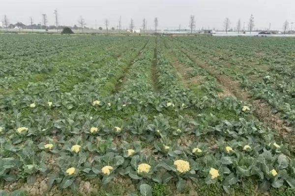 花椰菜早花问春化后咋就长小花球,花椰菜早花是什么,春化导致早花原因?插图3 花椰菜早花问春化后咋就长小花球,花椰菜早花是什么,春化导致早花原因?插图3