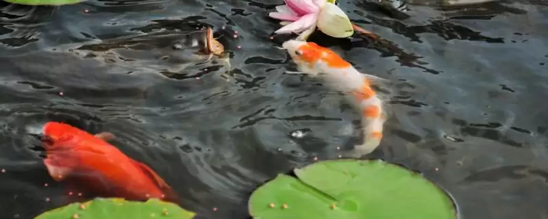 河里的鲤鱼在什么范围活动,河里鲤鱼一般在水体底层栖息活动吗插图 河里的鲤鱼在什么范围活动,河里鲤鱼一般在水体底层栖息活动吗插图