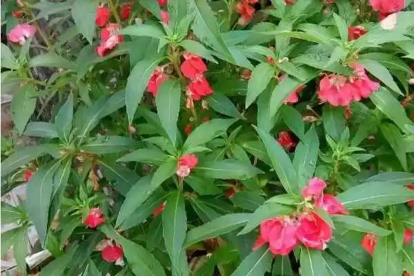 凤仙花植物属性 ,凤仙花属于什么类型的植插图3 凤仙花植物属性 ,凤仙花属于什么类型的植插图3