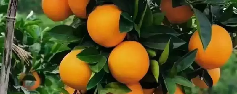 赣南脐橙基本简介 ,赣南脐橙是一种怎样的水果,有何特-会东网