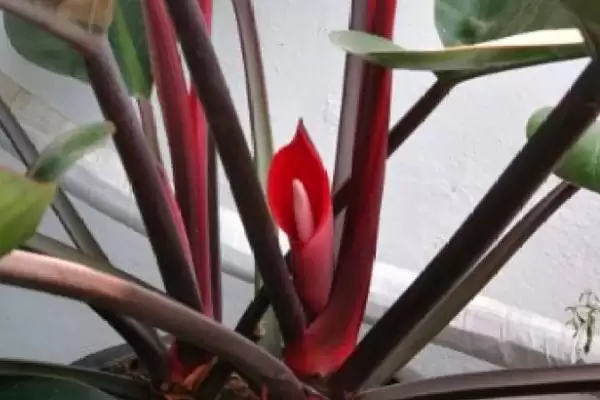 红钻花应该如何进行养殖呢,红钻花生长需充足光照来进行养殖吗插图1 红钻花应该如何进行养殖呢,红钻花生长需充足光照来进行养殖吗插图1