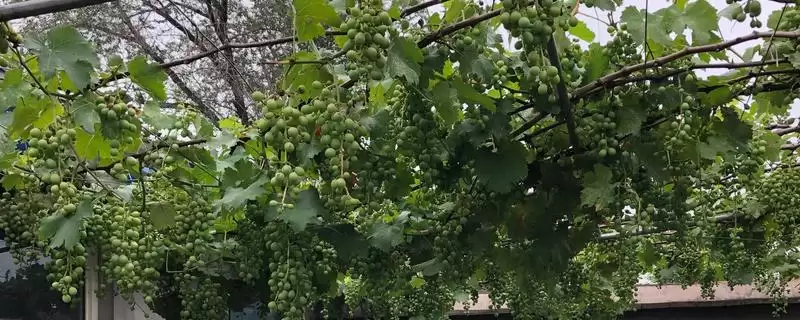 家里种葡萄问寓意多福多满,家里种葡萄寓意好吗，寓意是这样吗？-会东网