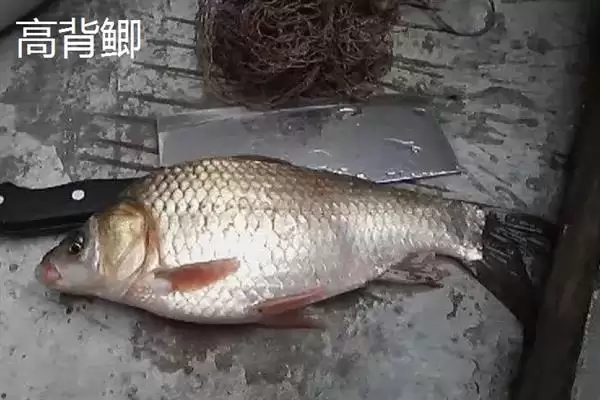 鲫鱼品种介绍土鲫高背鲫常见,鲫鱼的品种介绍,常见品种有这些?插图2 鲫鱼品种介绍土鲫高背鲫常见,鲫鱼的品种介绍,常见品种有这些?插图2