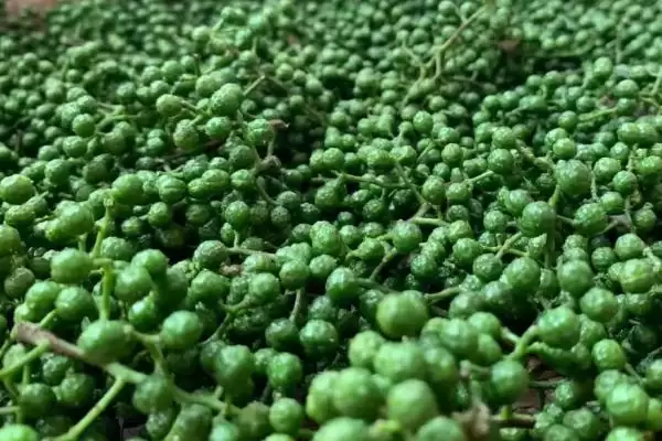 花椒挑选方法看捏闻法能选好吗,花椒的挑选方法，看捏闻方式可靠吗？插图3