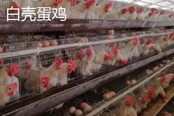 蛋鸡的优良品种种类介绍,蛋鸡有哪些比较好的品种种类插图2 蛋鸡的优良品种种类介绍,蛋鸡有哪些比较好的品种种类插图2
