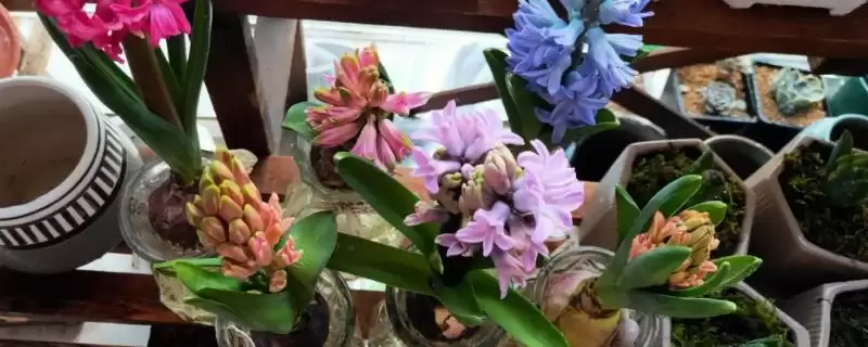 风信子开花后剪残花追磷钾肥,风信子开花后的处理方法，措施有效吗？-会东网