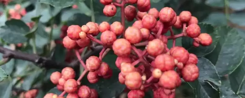 花椒藤椒产地真的各地都有分布,花椒与藤椒的产地,我国各地都有吗?插图 花椒藤椒产地真的各地都有分布,花椒与藤椒的产地,我国各地都有吗?插图