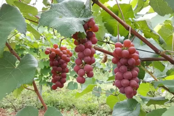 红玫瑰葡萄有哪些优点呢,红玫瑰葡萄产量高、易种植、抗病性好吗插图5 红玫瑰葡萄有哪些优点呢,红玫瑰葡萄产量高、易种植、抗病性好吗插图5