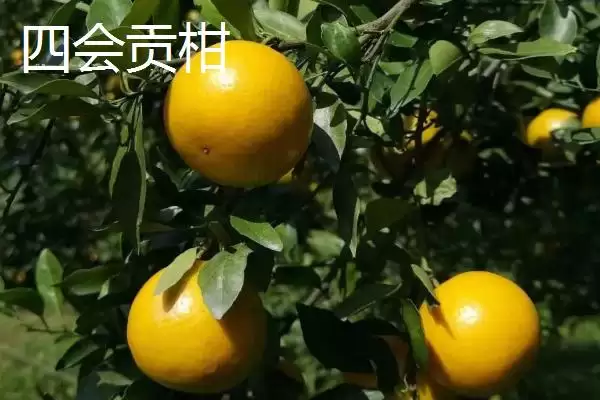 广东省四会市的特产是什么,四会玉器是广东省四会市闻名特产吗插图3 广东省四会市的特产是什么,四会玉器是广东省四会市闻名特产吗插图3