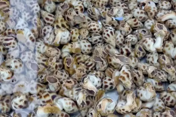 花螺养殖方法23-30℃水温适宜,花螺的养殖方法,适宜水温作用大吗?插图3 花螺养殖方法23-30℃水温适宜,花螺的养殖方法,适宜水温作用大吗?插图3