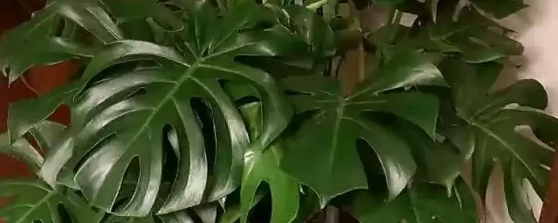 龟背竹叶子卷起来是为啥,龟背竹叶子卷因光照过强或温度偏低吗-会东网