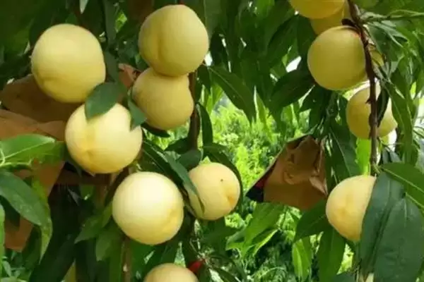 黄金蜜成熟问0号比1号早成熟,黄金蜜0号比1号成熟早吗，是这样吗？插图5