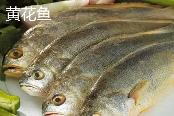 黄姑鱼产地问中日韩是主产地,黄姑鱼的产地,产地分布准确吗?插图3 黄姑鱼产地问中日韩是主产地,黄姑鱼的产地,产地分布准确吗?插图3