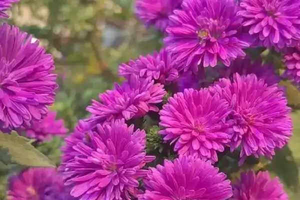 荷兰菊应该怎样进行养殖呢,荷兰菊生长季节每周浇水2-3次来养殖吗插图2 荷兰菊应该怎样进行养殖呢,荷兰菊生长季节每周浇水2-3次来养殖吗插图2