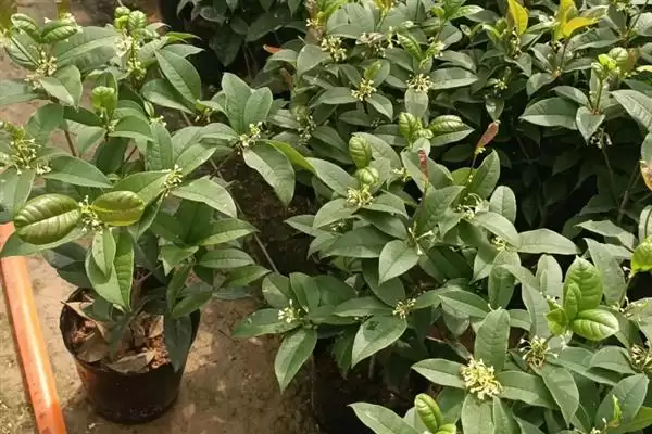 桂花僵苗应该如何解决呢,桂花僵苗需及时换盆和保持充足光照吗插图2 桂花僵苗应该如何解决呢,桂花僵苗需及时换盆和保持充足光照吗插图2