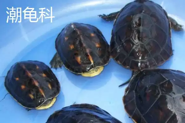 龟的种类主要有哪些呢,龟共有12科分别是哪些种类呢插图1 龟的种类主要有哪些呢,龟共有12科分别是哪些种类呢插图1