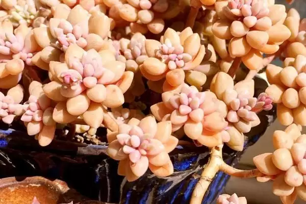 姬秋丽种植法光照足叶片色佳,姬秋丽的种植方法,充足光照影响大?插图6 姬秋丽种植法光照足叶片色佳,姬秋丽的种植方法,充足光照影响大?插图6