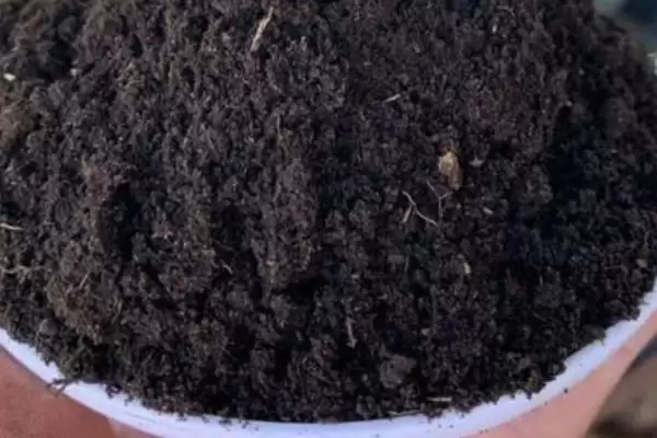 富贵菊寓意象征意义 ,富贵菊的寓意包含哪些方面的含插图3 富贵菊寓意象征意义 ,富贵菊的寓意包含哪些方面的含插图3