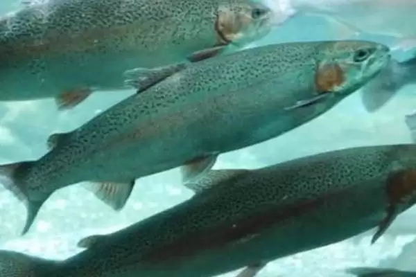 虹鳟鱼是什么种类的鱼呢,虹鳟鱼是重要的冷水性经济鱼种吗插图3 虹鳟鱼是什么种类的鱼呢,虹鳟鱼是重要的冷水性经济鱼种吗插图3