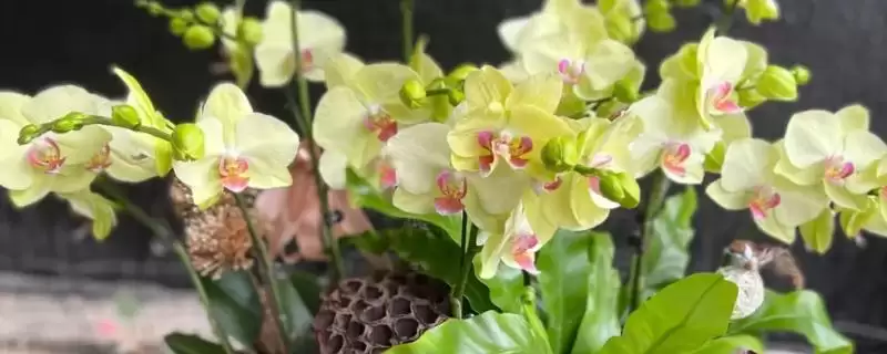 蝴蝶兰正确浇水不同季节咋正确浇水呢,蝴蝶兰的正确浇水方法,不同季节如何浇?插图 蝴蝶兰正确浇水不同季节咋正确浇水呢,蝴蝶兰的正确浇水方法,不同季节如何浇?插图