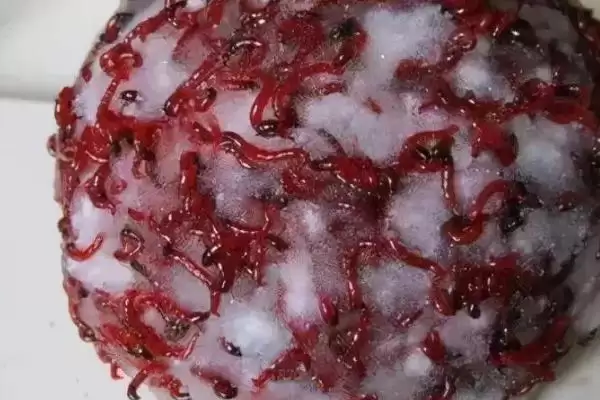 红虫钓鲫鱼适合什么季节呢,红虫是钓鲫鱼常用虫饵适合哪些季节呢插图3 红虫钓鲫鱼适合什么季节呢,红虫是钓鲫鱼常用虫饵适合哪些季节呢插图3
