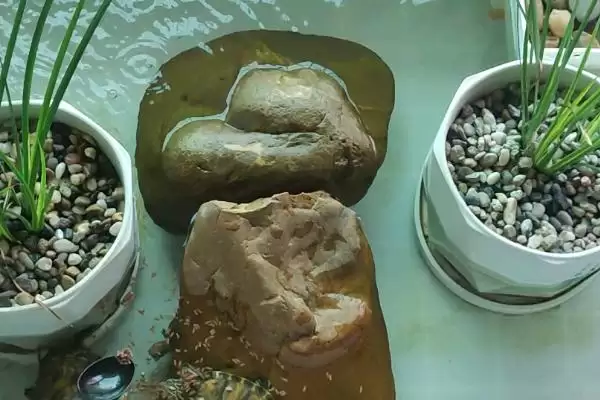 火焰龟大小问能长35-45厘米,火焰乌龟能长多大,这个尺寸准确吗?插图3 火焰龟大小问能长35-45厘米,火焰乌龟能长多大,这个尺寸准确吗?插图3