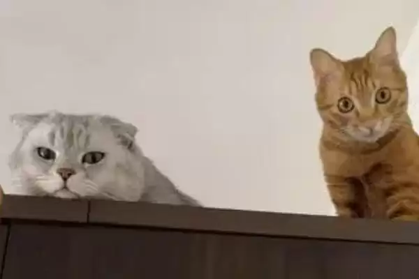 公猫打架处理方法措施 ,公猫打架应该怎么进行处理插图2 公猫打架处理方法措施 ,公猫打架应该怎么进行处理插图2