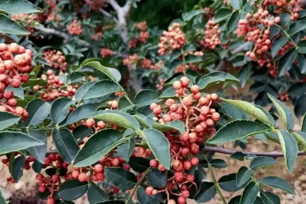花椒树种植式嫁接选芽接枝接好吗,花椒树的种植方式,嫁接常用方式有啥?插图1 花椒树种植式嫁接选芽接枝接好吗,花椒树的种植方式,嫁接常用方式有啥?插图1