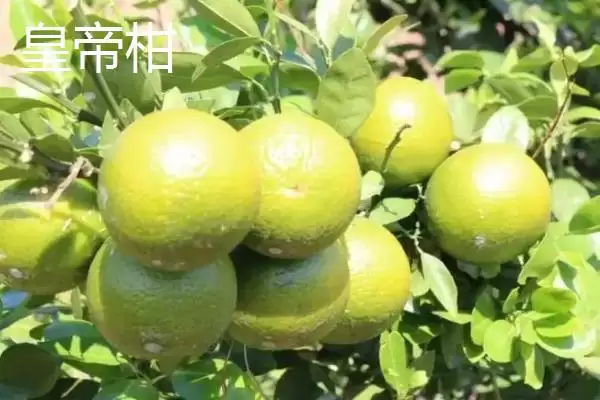贵妃柑和皇帝柑有何区别,贵妃柑属于晚熟杂柑品种与皇帝柑有别吗插图8 贵妃柑和皇帝柑有何区别,贵妃柑属于晚熟杂柑品种与皇帝柑有别吗插图8