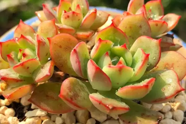 红化妆的浇水方法是什么呢,红化妆不同季节的浇水方式有所不同吗插图3 红化妆的浇水方法是什么呢,红化妆不同季节的浇水方式有所不同吗插图3