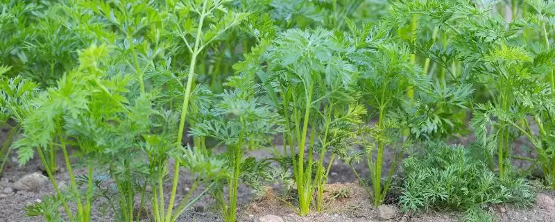 胡萝卜移栽有哪些注意点呢,胡萝卜拔苗后需马上进行定植是要点吗插图 胡萝卜移栽有哪些注意点呢,胡萝卜拔苗后需马上进行定植是要点吗插图
