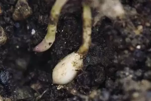 花生培土技巧迎针培土啥时合适,花生迎针培土技巧,掌握适期重要吗?插图1 花生培土技巧迎针培土啥时合适,花生迎针培土技巧,掌握适期重要吗?插图1