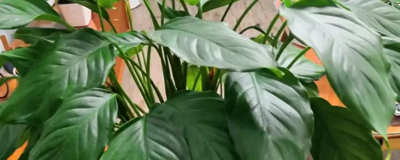 广东万年青有没有毒性呢,广东万年青植株颈部和叶片汁液有毒吗插图 广东万年青有没有毒性呢,广东万年青植株颈部和叶片汁液有毒吗插图