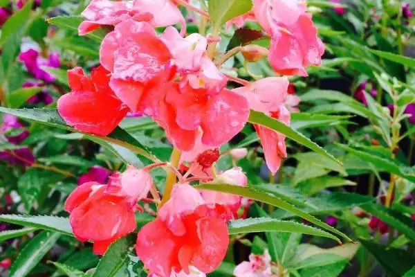 凤仙花植物属性 ,凤仙花属于什么类型的植插图4 凤仙花植物属性 ,凤仙花属于什么类型的植插图4