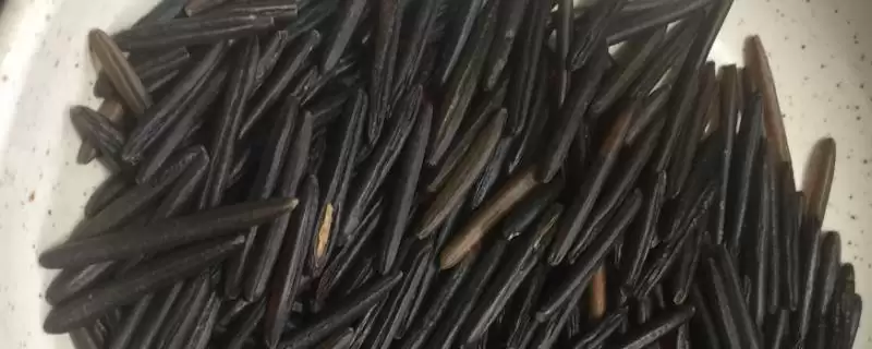 菰米的种植前景怎么样呢,菰米种植前景因地而异需谨慎种植吗插图 菰米的种植前景怎么样呢,菰米种植前景因地而异需谨慎种植吗插图