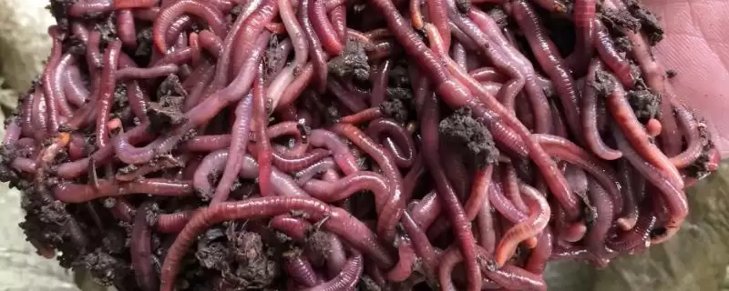 红蚯蚓有哪些优点特点呢,红蚯蚓用来钓鱼有哪些适合的优点呢插图 红蚯蚓有哪些优点特点呢,红蚯蚓用来钓鱼有哪些适合的优点呢插图