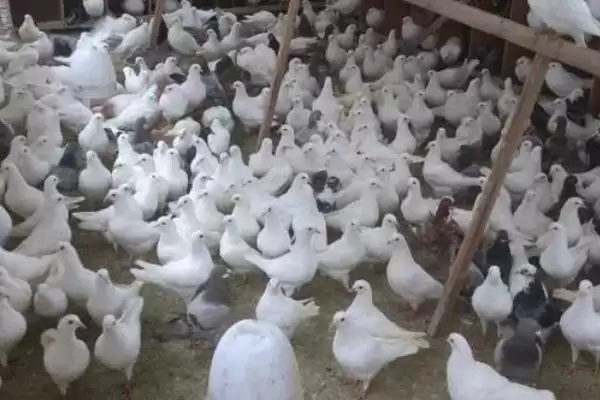 鸽子房顶过夜处理方法 ,鸽子总是在房顶过夜该怎么办插图3 鸽子房顶过夜处理方法 ,鸽子总是在房顶过夜该怎么办插图3