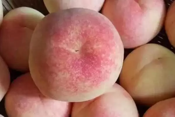 黑桃皇后的价格是多少呢,黑桃皇后因品种不同价格也不同吗插图5 黑桃皇后的价格是多少呢,黑桃皇后因品种不同价格也不同吗插图5