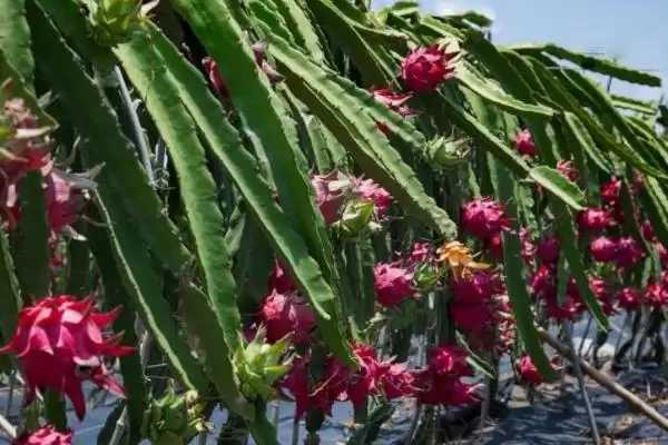 火龙果种植法人工授粉必要,火龙果的种植方法,授粉步骤重要?插图1 火龙果种植法人工授粉必要,火龙果的种植方法,授粉步骤重要?插图1