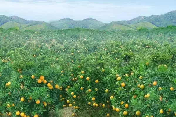 柑橘冬季防治对象 ,柑橘在冬季需要防治哪些病虫害插图1 柑橘冬季防治对象 ,柑橘在冬季需要防治哪些病虫害插图1