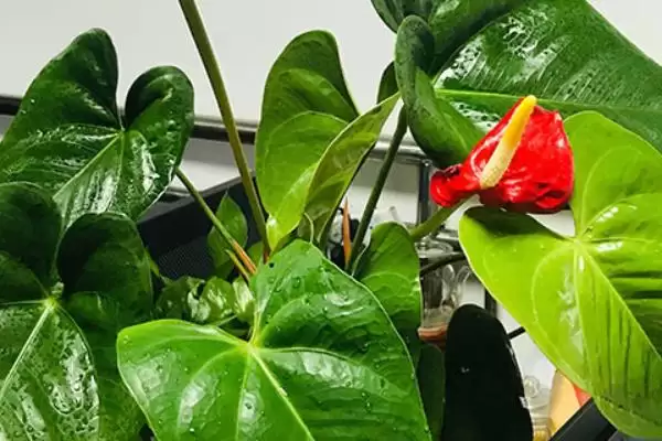 红掌有什么特点和特性呢,红掌最佳生长温度在16-24℃是其特点吗插图3