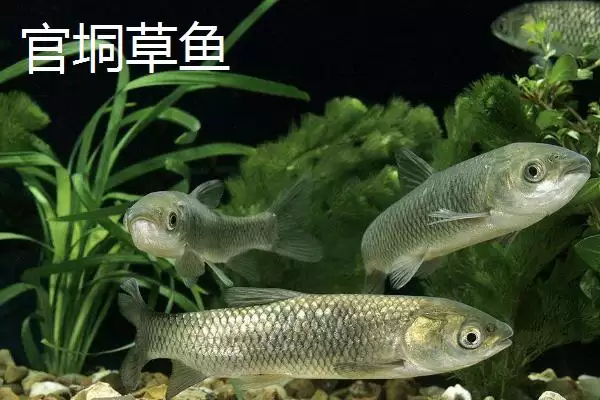 广西浦北县的特产有哪些呢,广西浦北县有“世界长寿之乡”称号有啥特产插图5 广西浦北县的特产有哪些呢,广西浦北县有“世界长寿之乡”称号有啥特产插图5